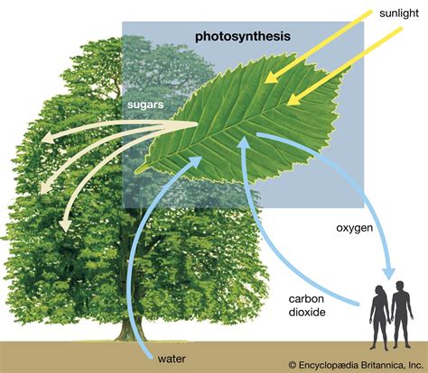 Increased Photosynthesis: