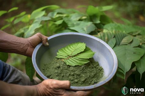 Increased Popularity of Kratom: