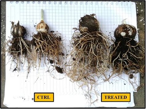 Increased Root Production: