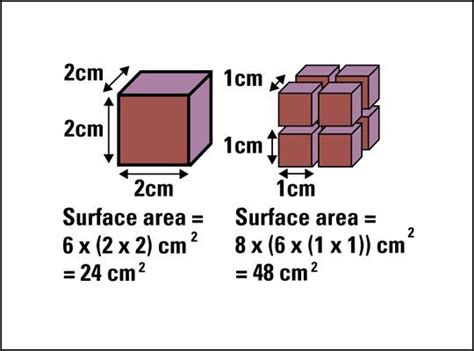 Increased Surface Area: