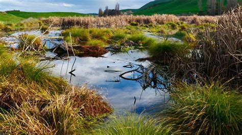 Increased Wetland Habitat: