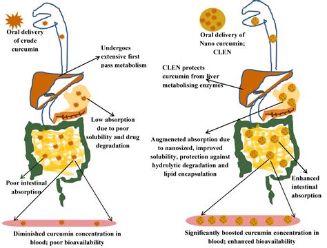 Increased bioavailability: