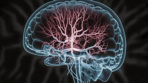 Increased blood flow to the brain: