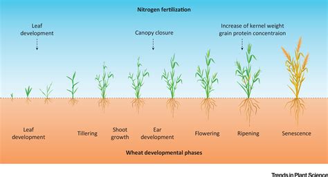 Increased crop growth speed: