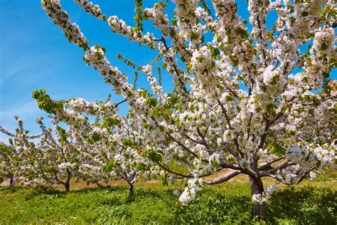 Increased flowering: