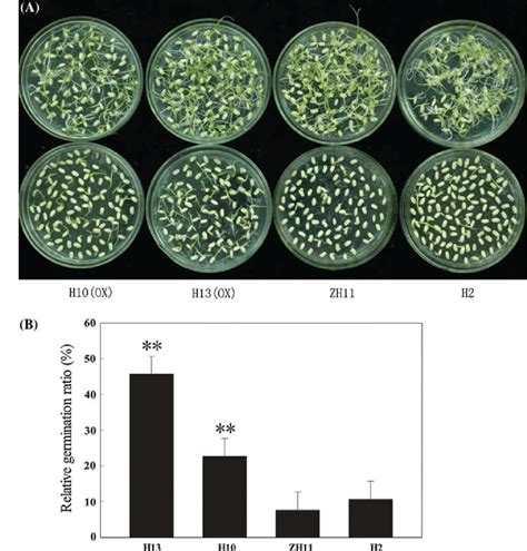 Increased germination rate: