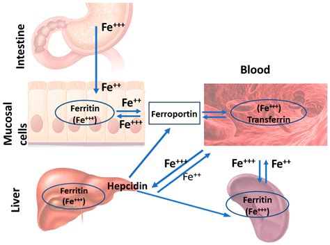 Increased iron absorption: