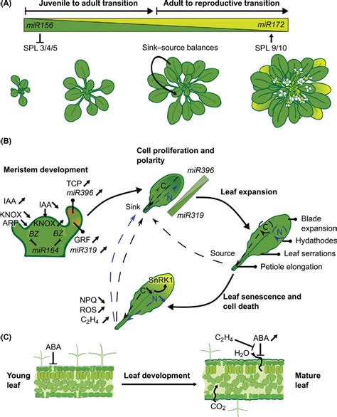 Increased leaf growth and density: