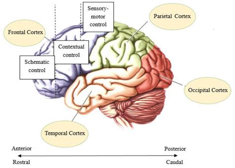 Increased neural activity in prefrontal cortex: