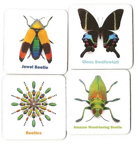 Incredible Insects Memory Game Memory Game Doc