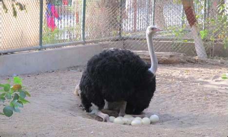 Incubator Ostrich: A Comprehensive Guide for Successful Hatching and Rearing