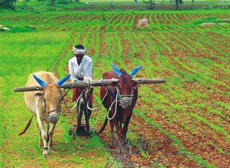 India's First Farmers Reader