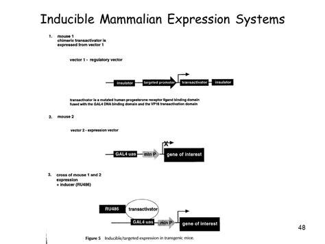 Inducible Expression Systems