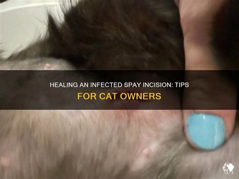 Infected Spay Incision Cat: 10,000+ Words of Essential Info