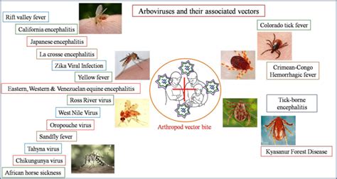 Infectious Diseases and Arthropods Doc