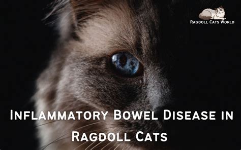 Inflammatory Bowel Syndrome in Cats