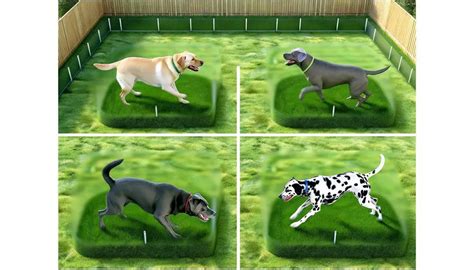 Inground Dog Fence: A Comprehensive Guide to Protecting Your Furry Friend