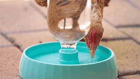 Innovative Solutions for Poultry Hydration: A Comprehensive Guide to Chicken Automatic Waterers