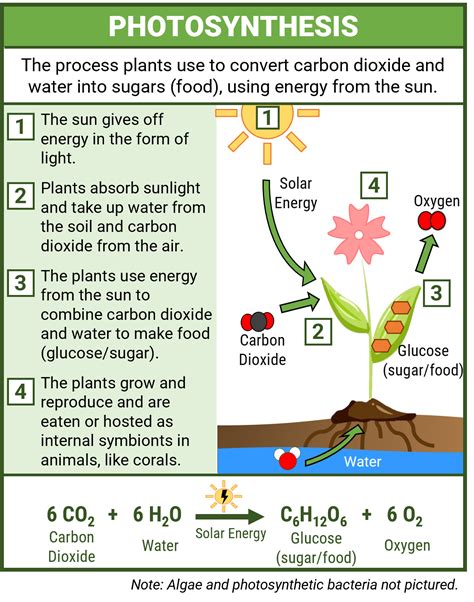Input and Output of Photosynthesis: The Powerhouse of Life