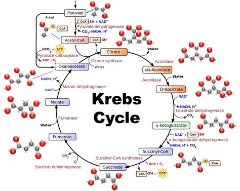 Inputs and Outputs of the Krebs Cycle: A Comprehensive Guide