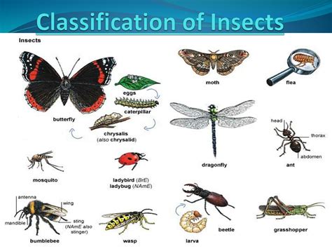 Insect Classification and Anatomy