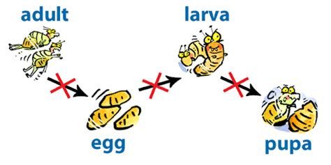 Insect Growth Regulators for Fleas: A Comprehensive Guide