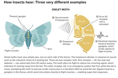 Insect Hearing and Acoustic Communication PDF