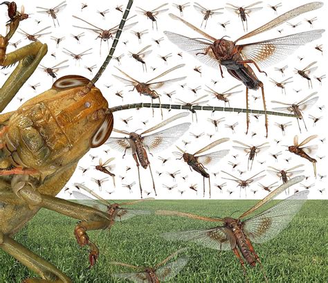 Insect Outbreaks Epub