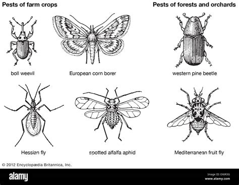 Insect Pests of Farm Kindle Editon