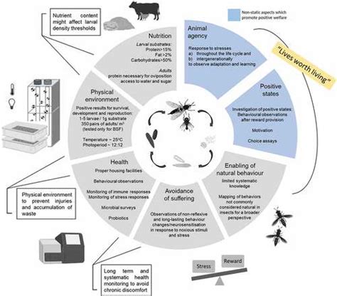 Insect Welfare and Ethics in 2025: A Comprehensive Guide