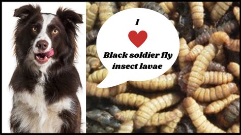 Insect dog food user-generated content