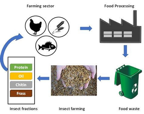 Insect farming challenges and cost-effectiveness