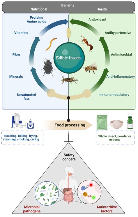 Insect protein benefits for human health