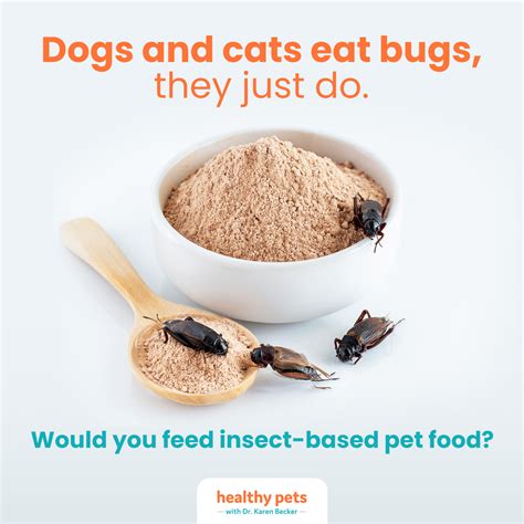 Insect-based pet food for sensitivities