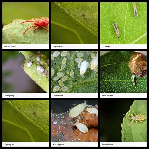 Insects - Plants Doc