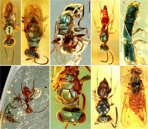 Insects Preserved in Amber: A Window into Ancient Life