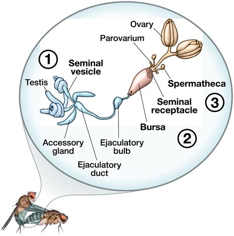 Insects Their Spermatozoa and Phylogeny Doc