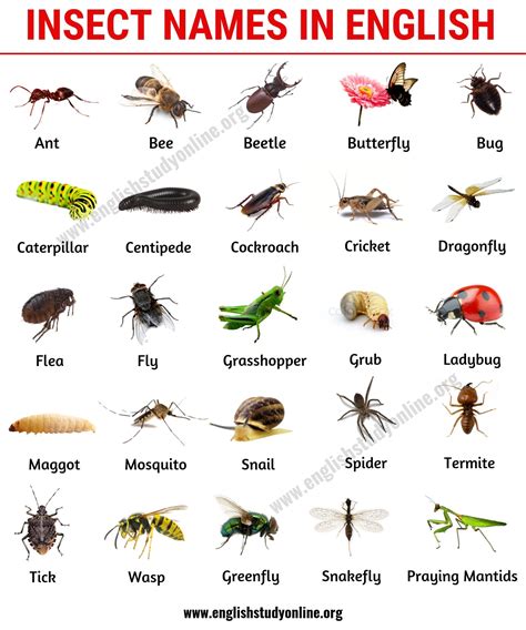 Insects of the World Their Structures Kindle Editon