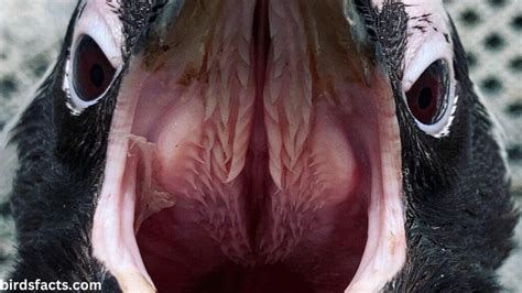 Inside a Penguin's Mouth: A 10,000-Word Film Exploration