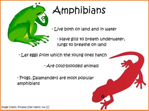 Inspiration from the Amphibian Kingdom