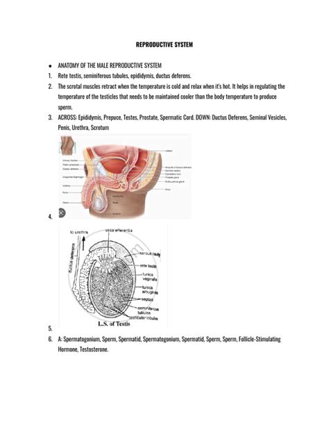 Instructional Fair Inc Male Reproductive System Answer PDF