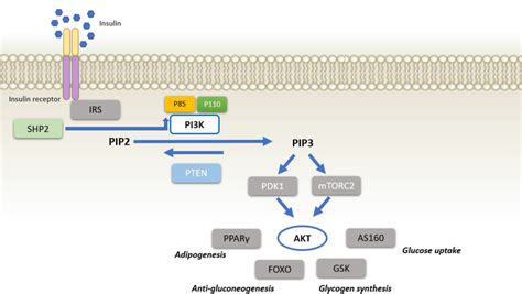 Insulin Binding to Its Receptor on Target Cells Results in: A Comprehensive Guide