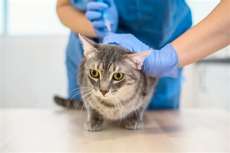 Insulin for Cats: A Comprehensive Guide for Pet Owners