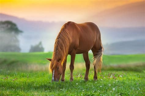 Insurance for Your Horse: A Comprehensive Guide with 8 Must-Know Points