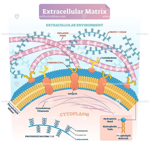 Integrins Molecular and Biological Responses to the Extracellular Matrix PDF