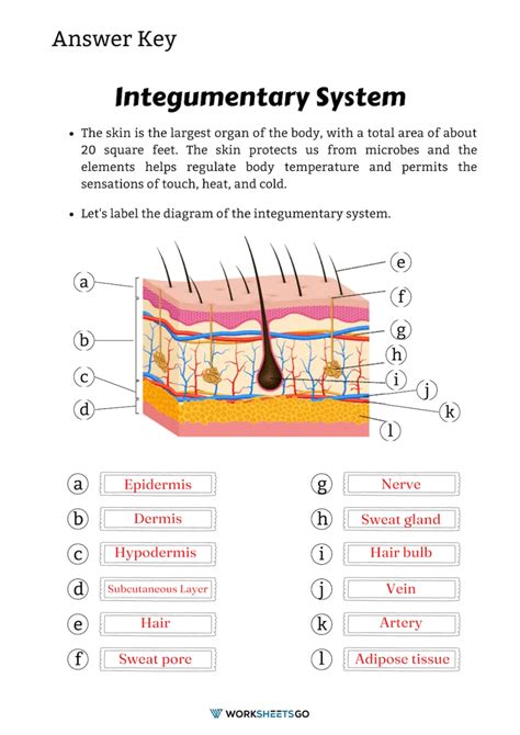 Integumentary System Answer Key Epub