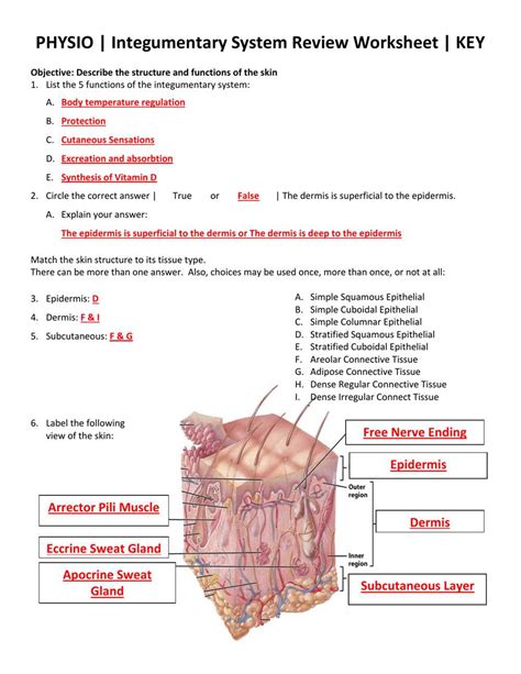 Integumentary System Lab 11 Answers Doc