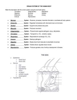 Integumentary System Pearson Education Answer Key Doc