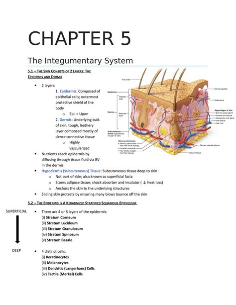 Integumentary System Pearson Education Answer Key Doc