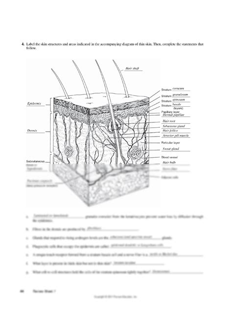 Integumentary System Review Sheet Exercise 7 Answers Kindle Editon